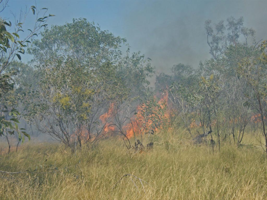 en climat semi aride, les feux sont frequent dans l'outback